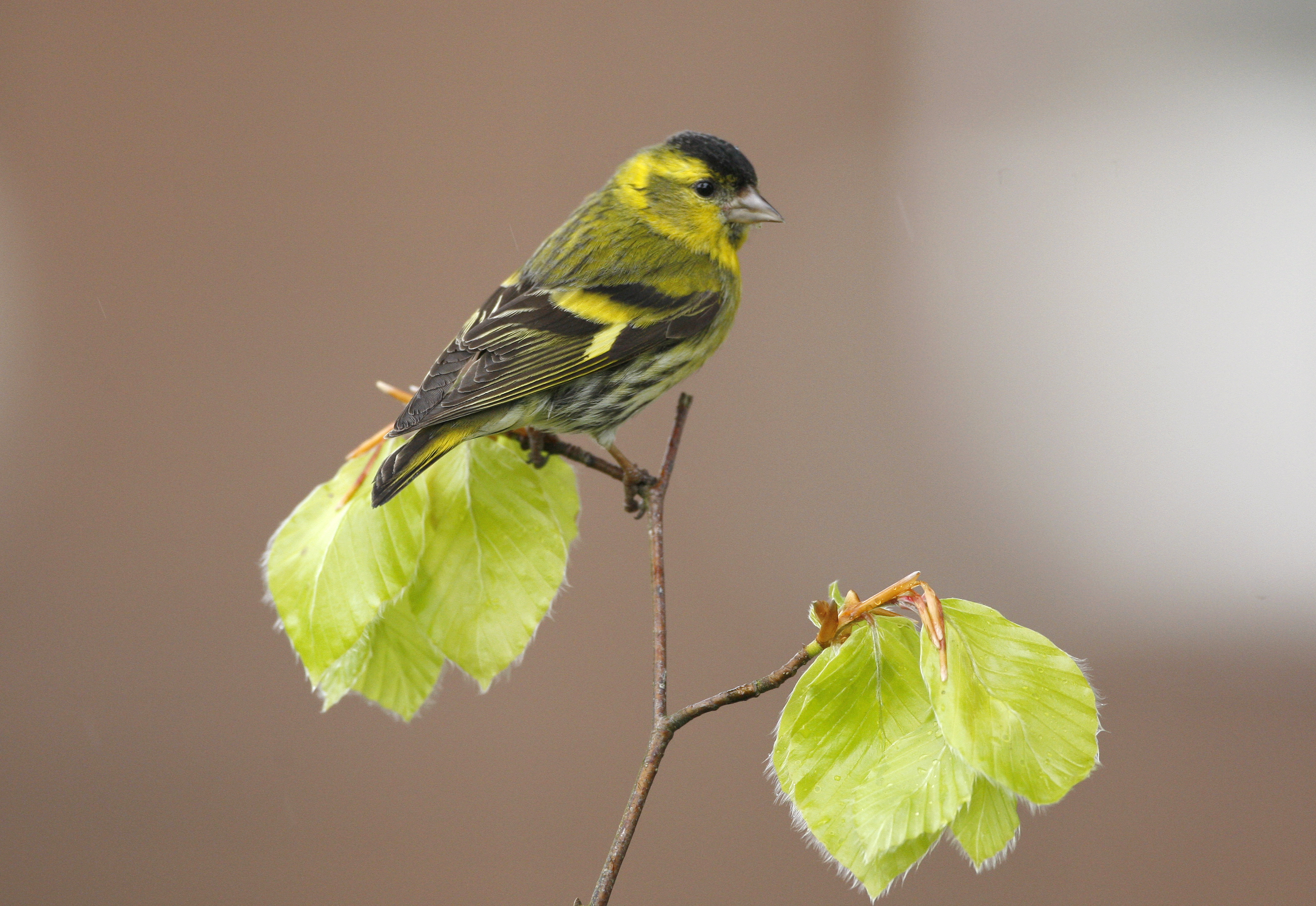 Siskin on a tree shoot