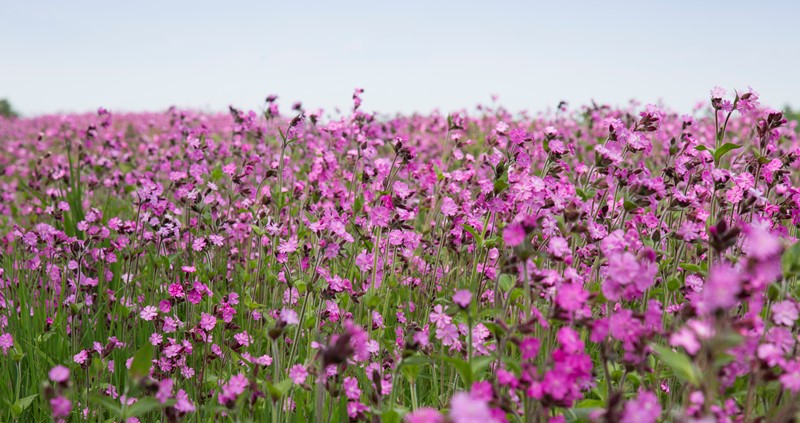 Field margins supporting pollinators