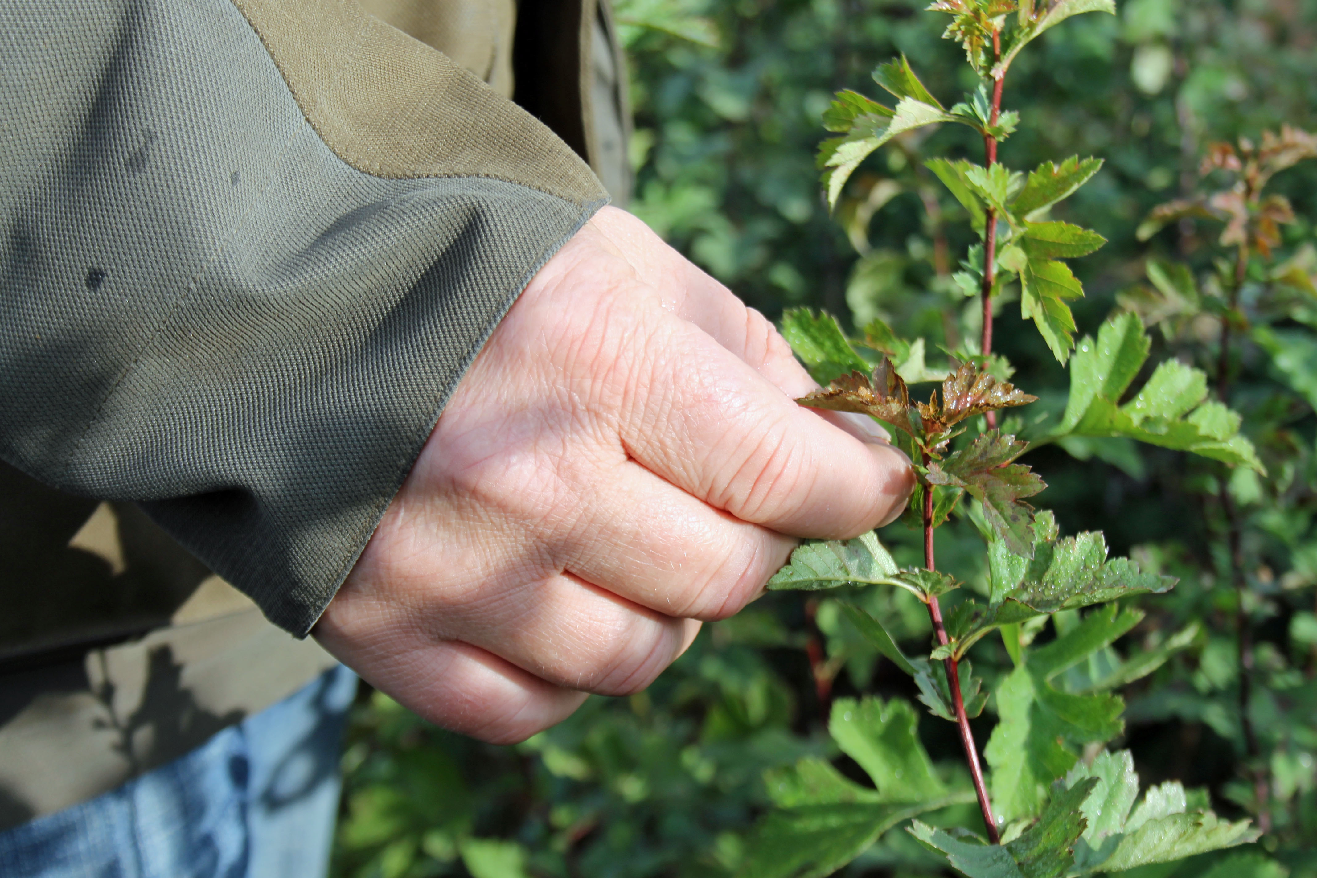 New growth Hawthorn 
