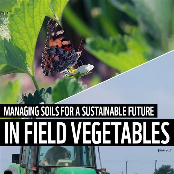 Soil health initiative: managing soils for a sustainable future in field vegetables