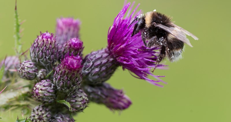 Pollinator management for your farm business – CFE Online